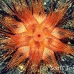 urchin_fire_kbrja1_h_0160_sul2894.jpg